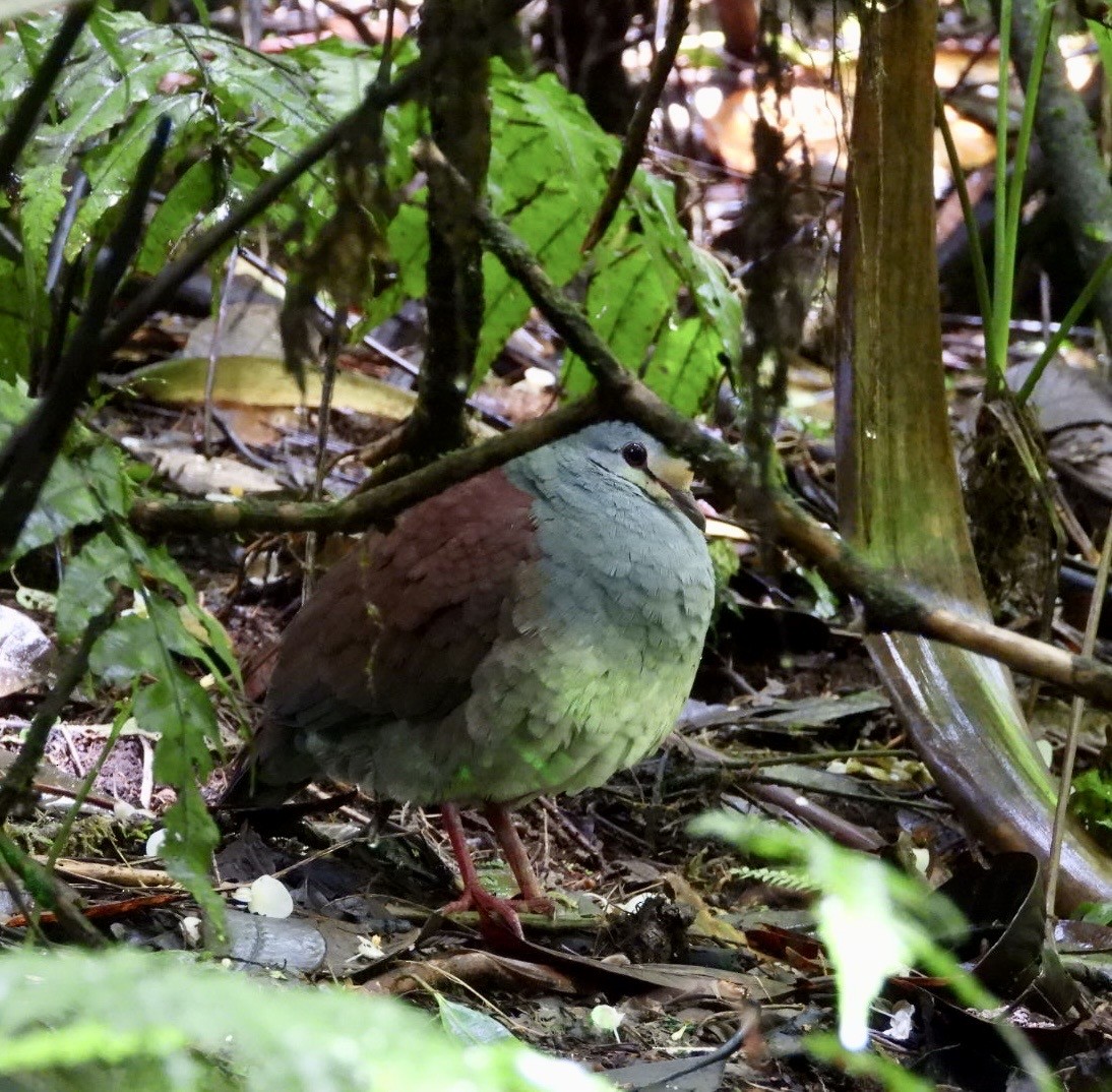Buff-fronted Quail-Dove - ML602439031