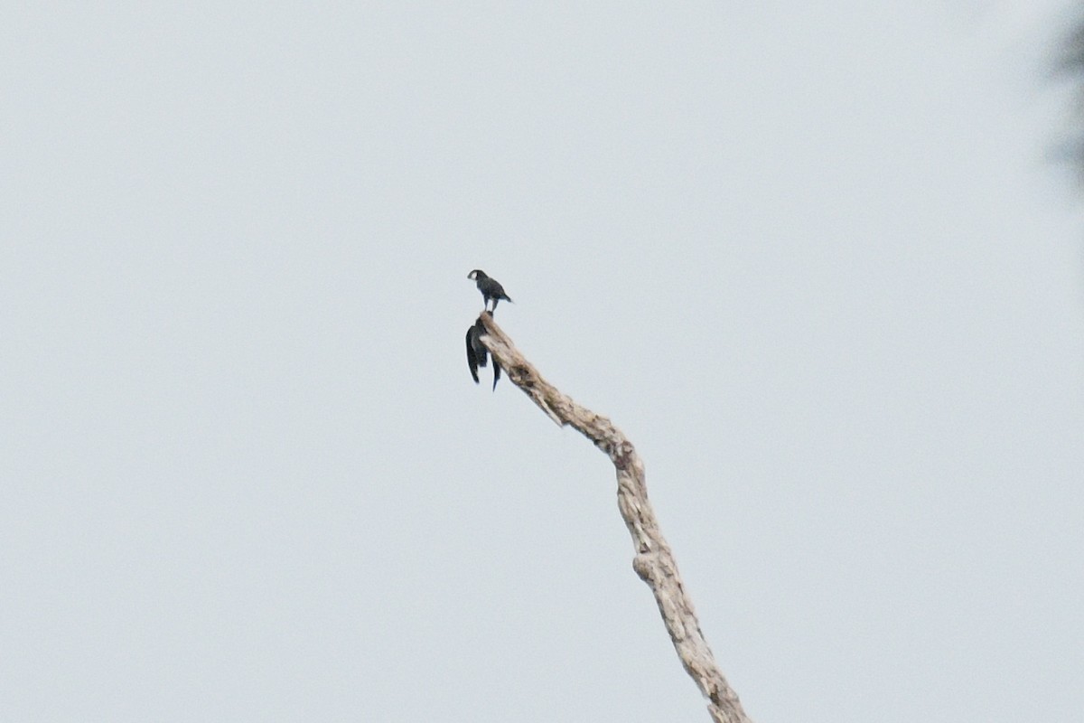White-fronted Falconet - ML602440101