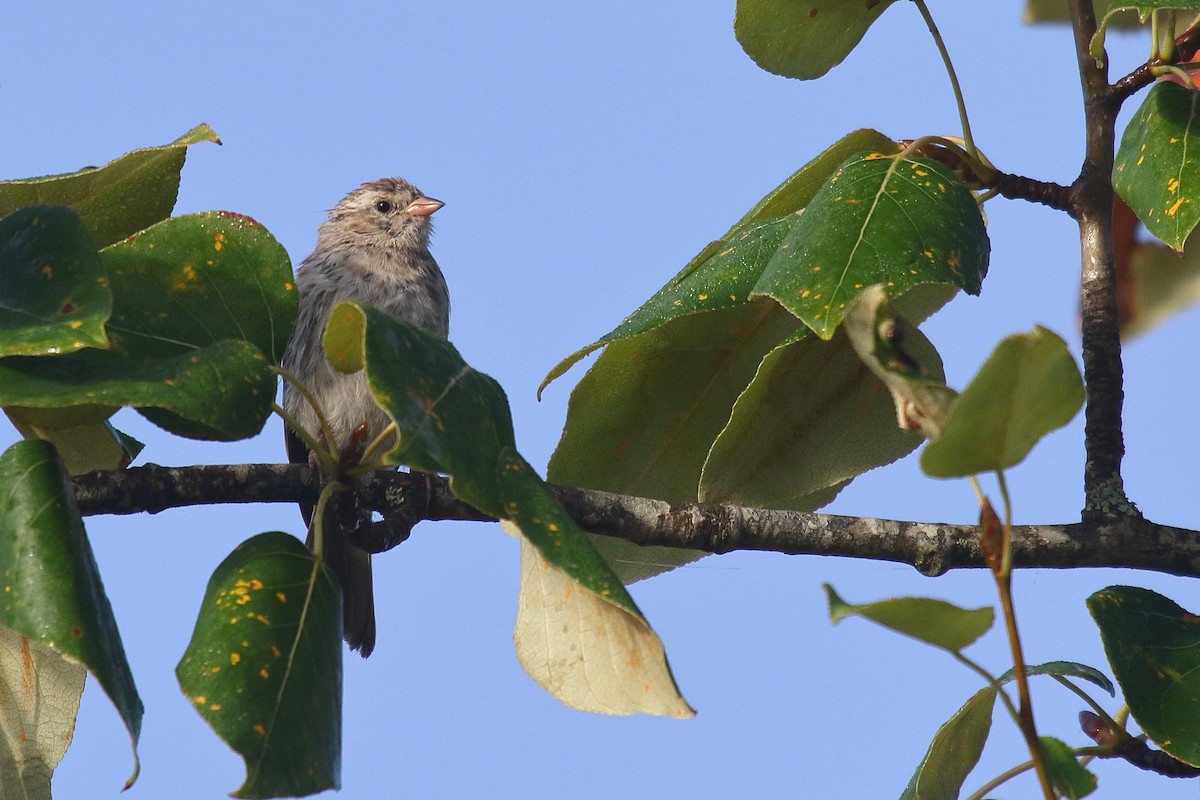 Chipping Sparrow - Greg Gillson
