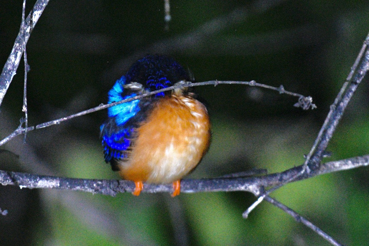 Blue-eared Kingfisher - ML602442681