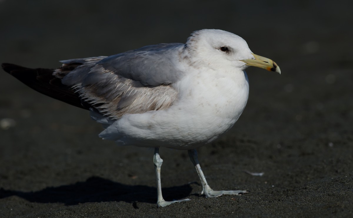 California Gull - Alix d'Entremont