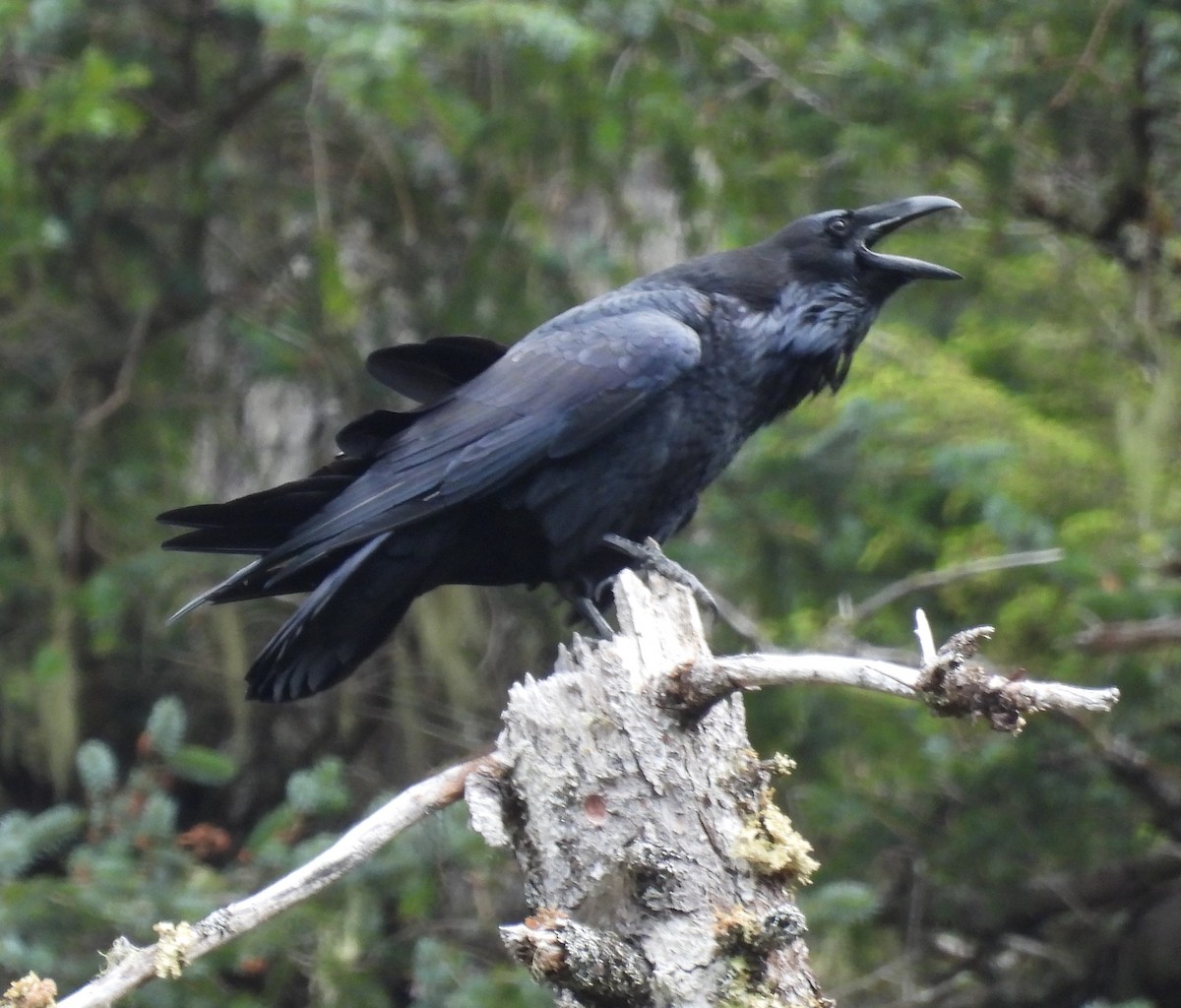 Common Raven - ML602445351
