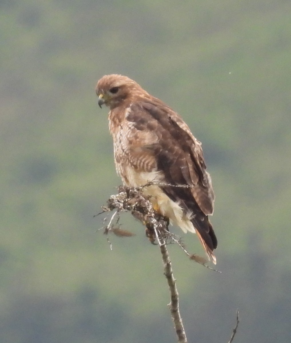 Red-tailed Hawk - ML602445371