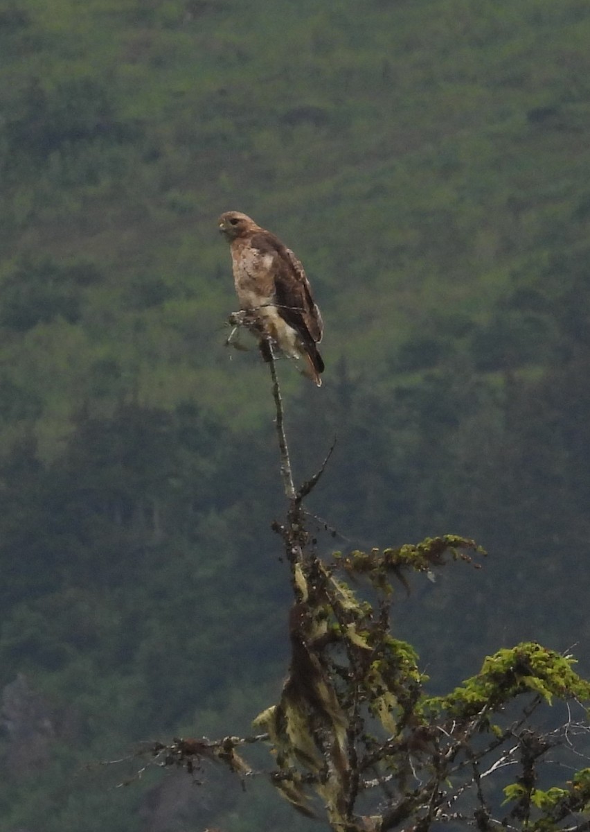 Red-tailed Hawk - ML602445391