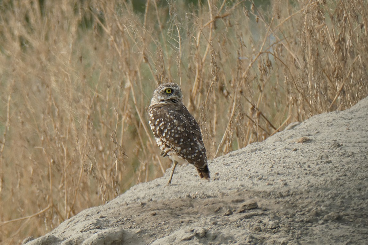 Burrowing Owl - ML602447151