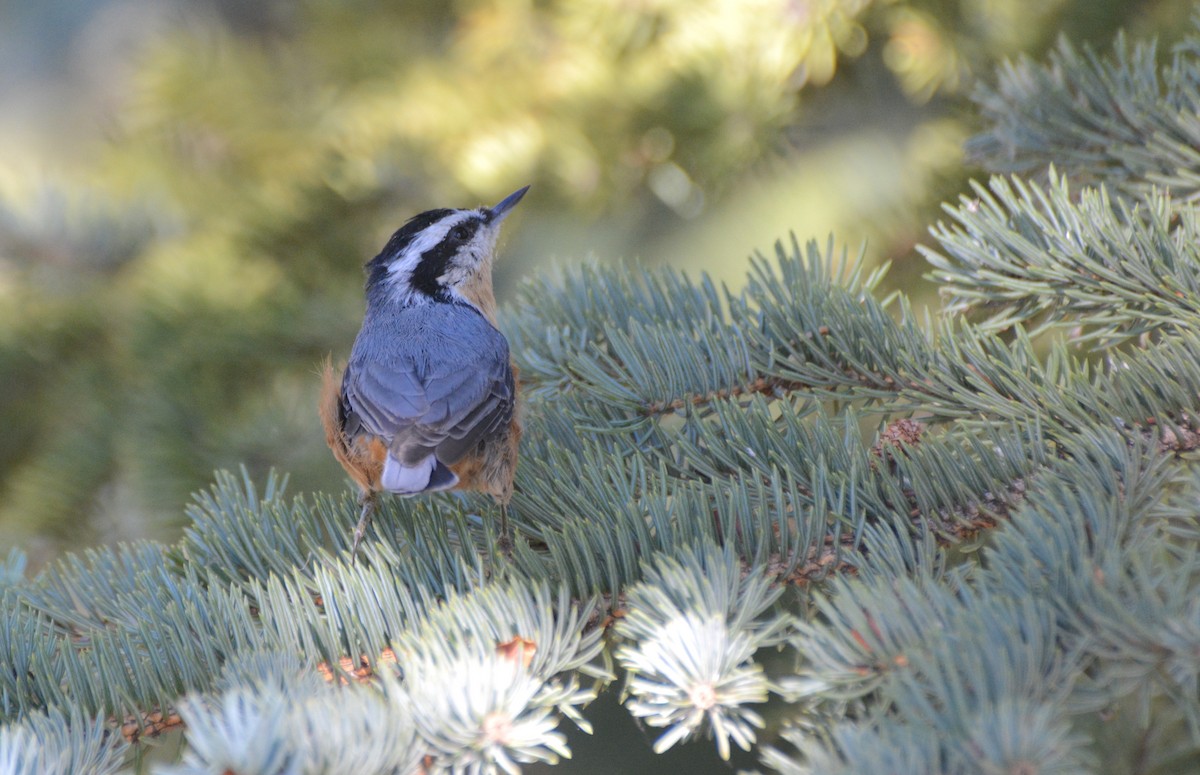 Red-breasted Nuthatch - ML602449411