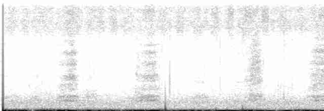 Мускусная утка (Одомашенного типа) - ML602454871