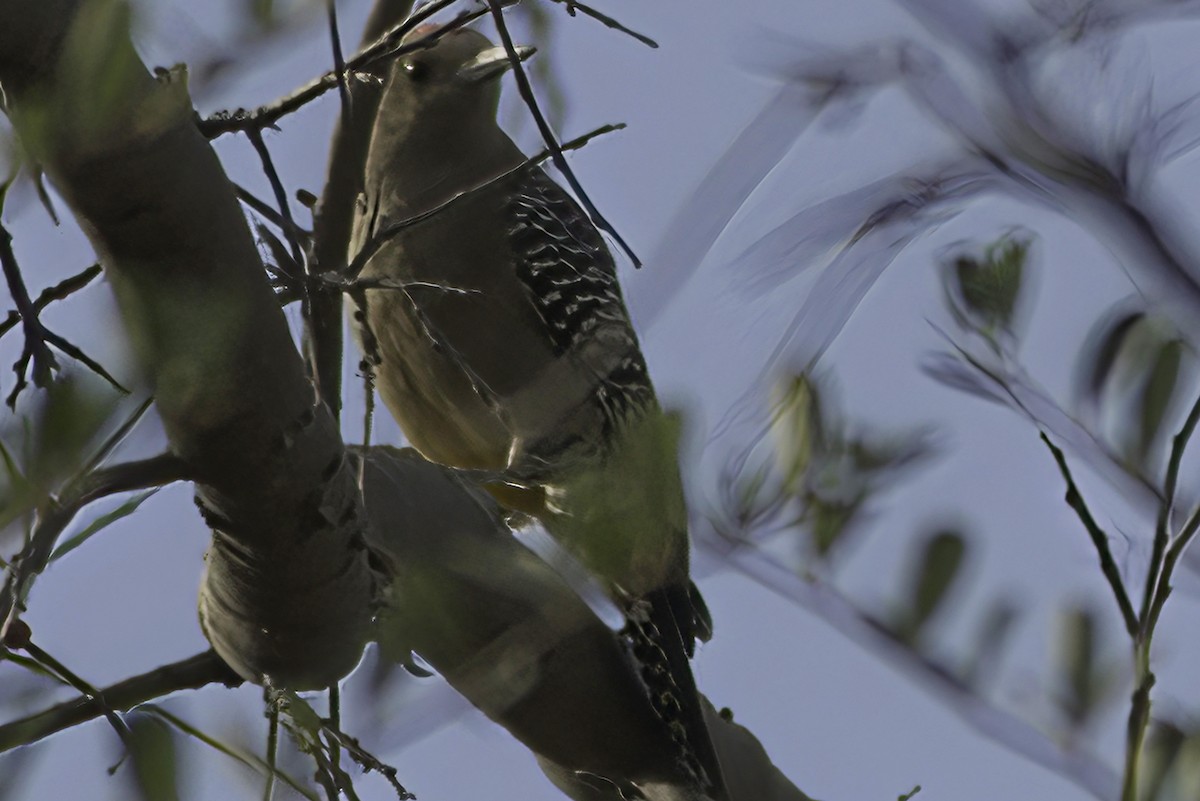 Gila Woodpecker - ML602454911