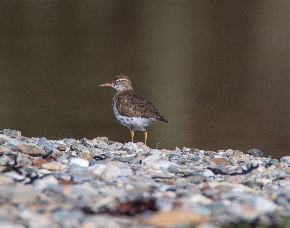 Spotted Sandpiper - Zachary Holderby
