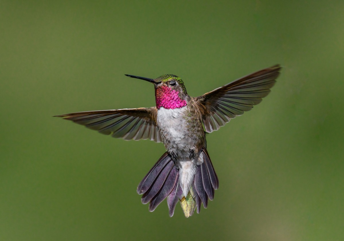 Broad-tailed Hummingbird - Jim Merritt