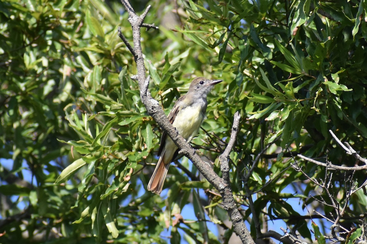 Great Crested Flycatcher - ML602464441