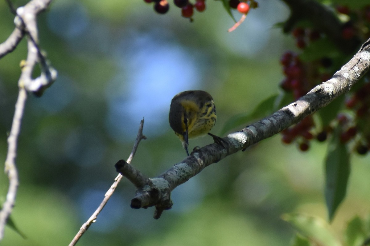 Cape May Warbler - ML602464471