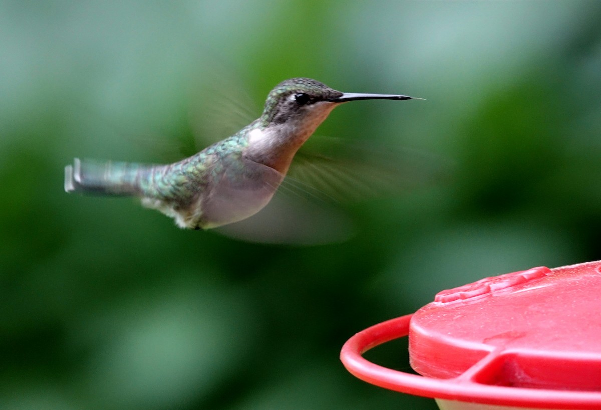Ruby-throated Hummingbird - Robert Dixon
