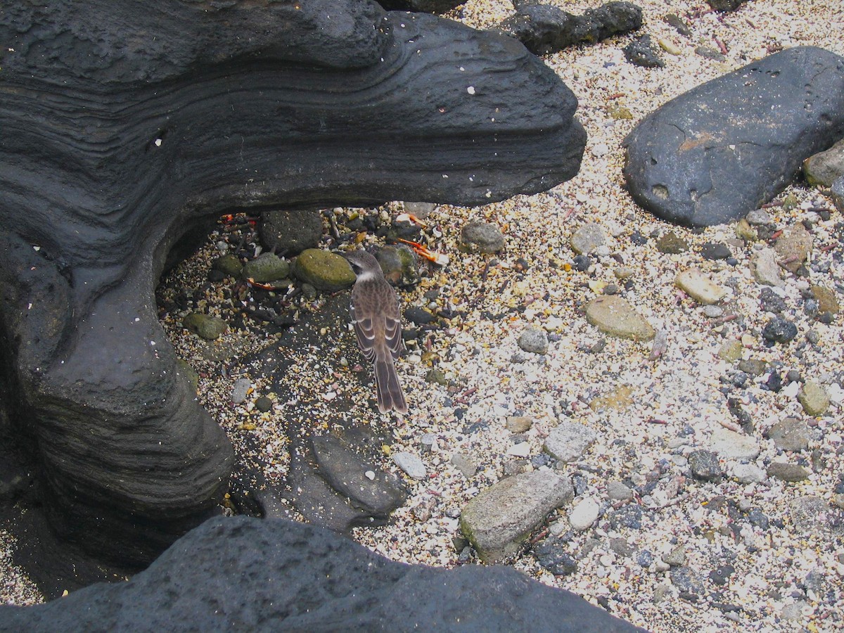 Moqueur des Galapagos - ML602482341