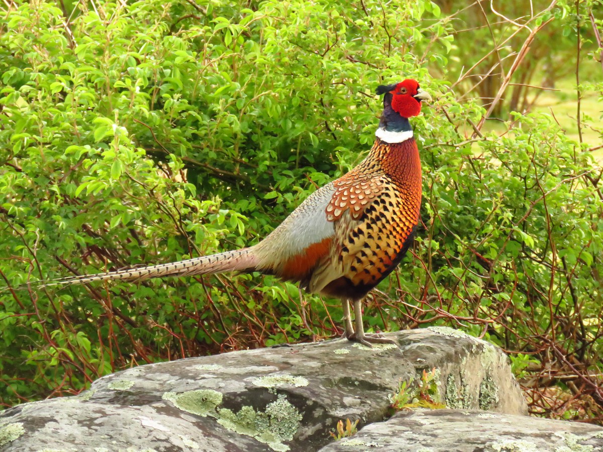 Ring-necked Pheasant - ML60248881