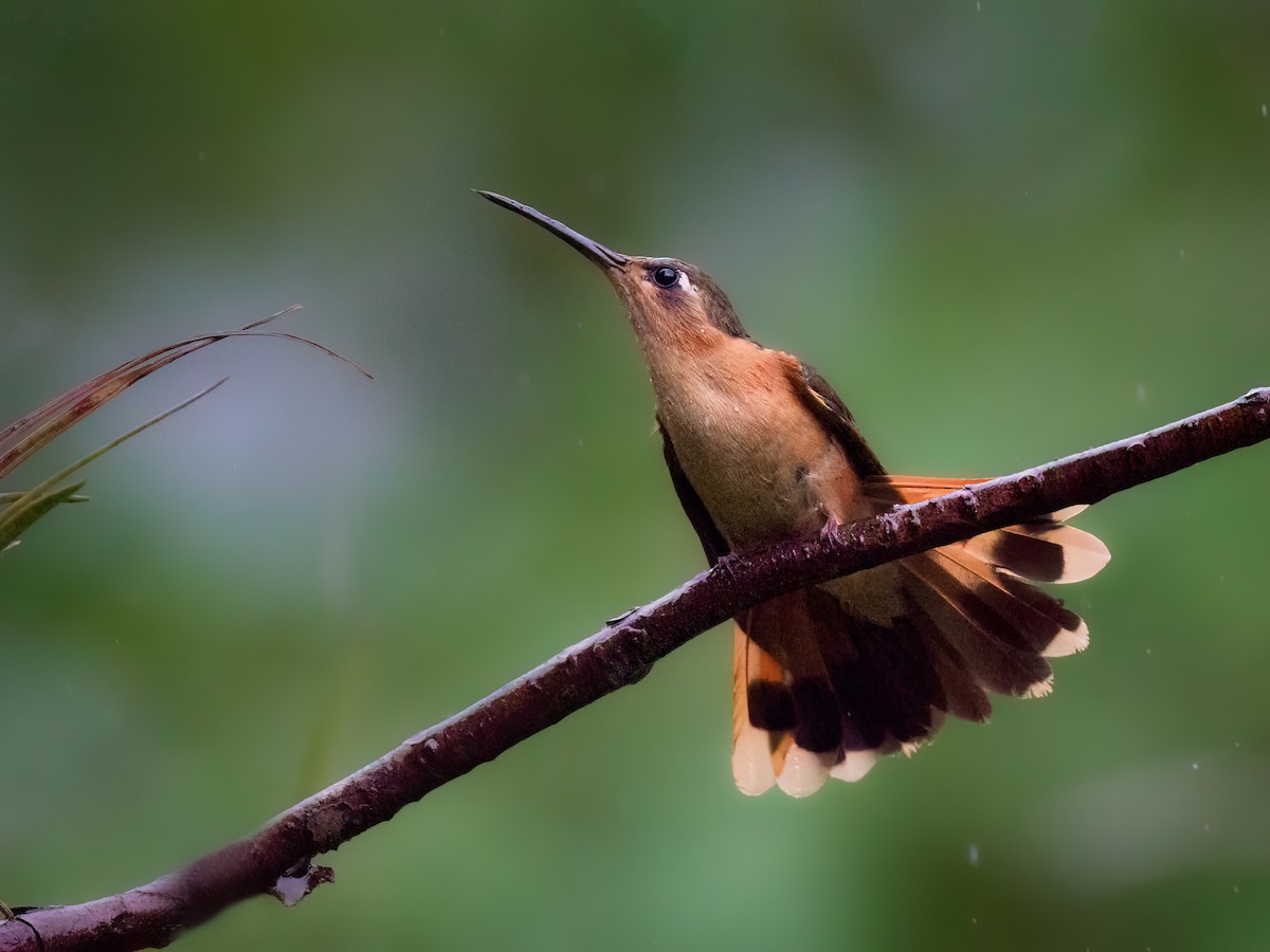 kolibřík pestroocasý - ML602488981