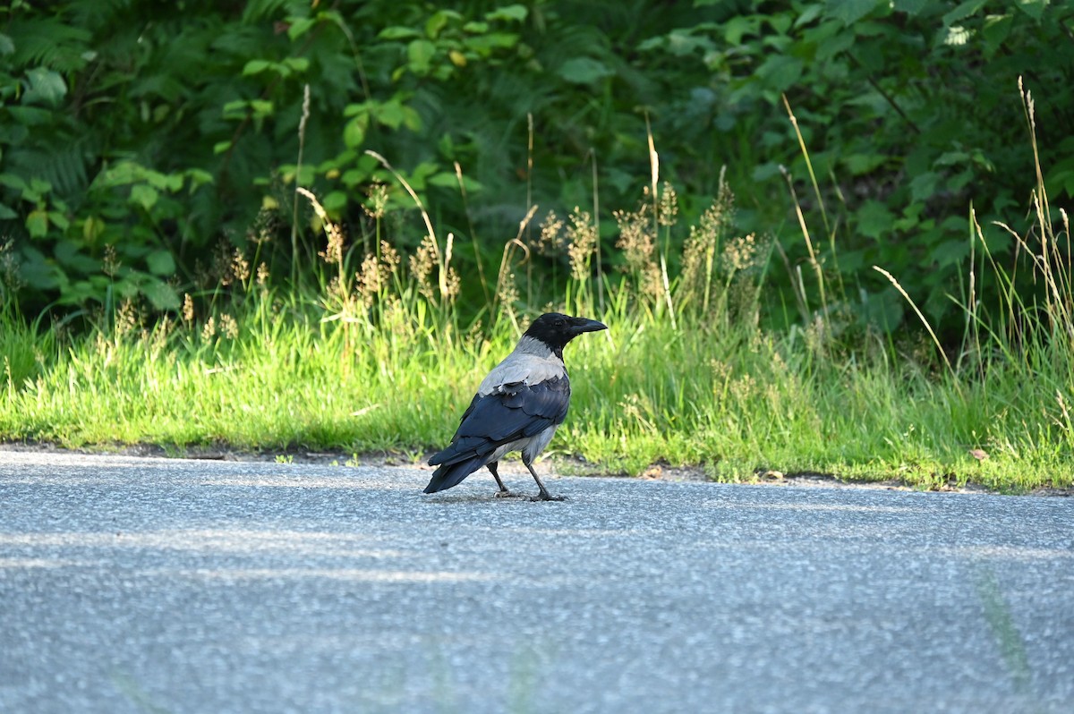 Hooded Crow - William Woody