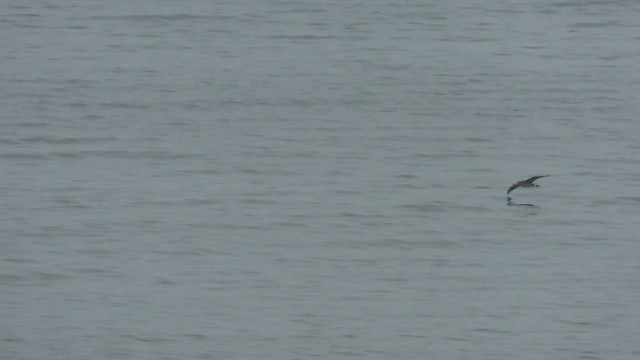Albatros à pieds noirs - ML602495071