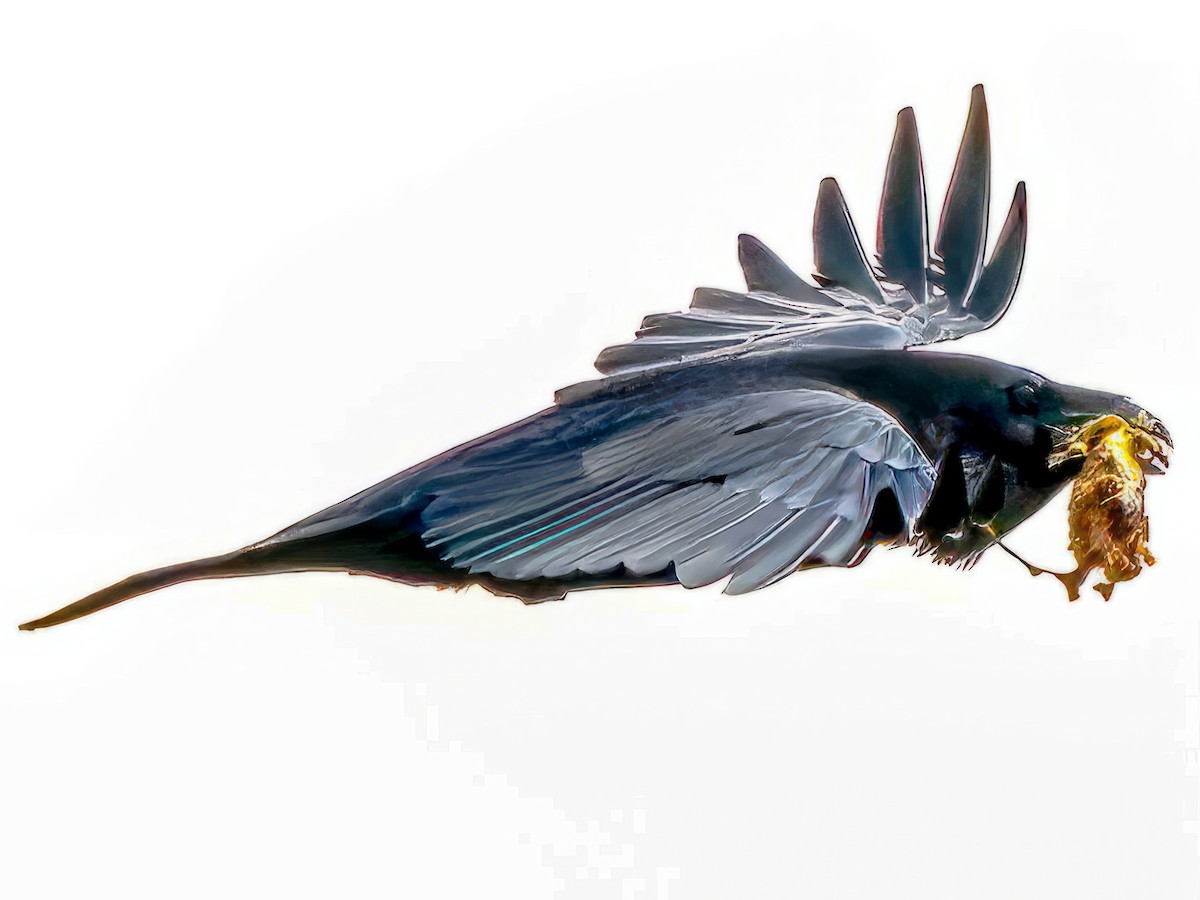 Common Raven - ML602496301