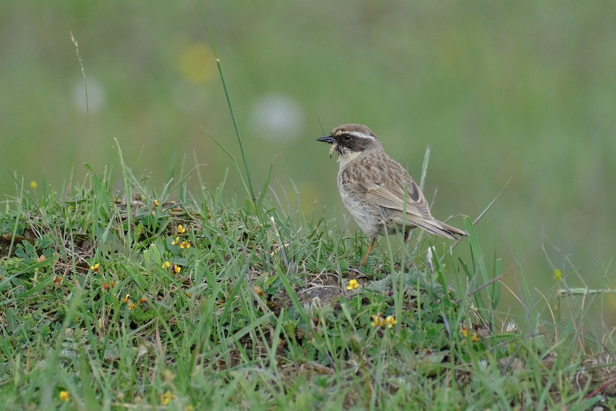 Brown Accentor - ML602496671