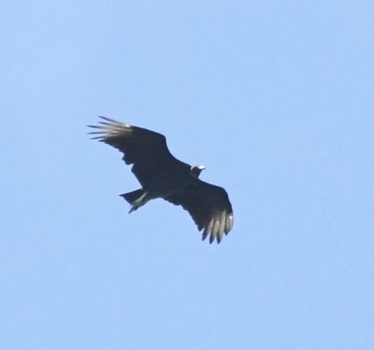 Black Vulture - ML602500771