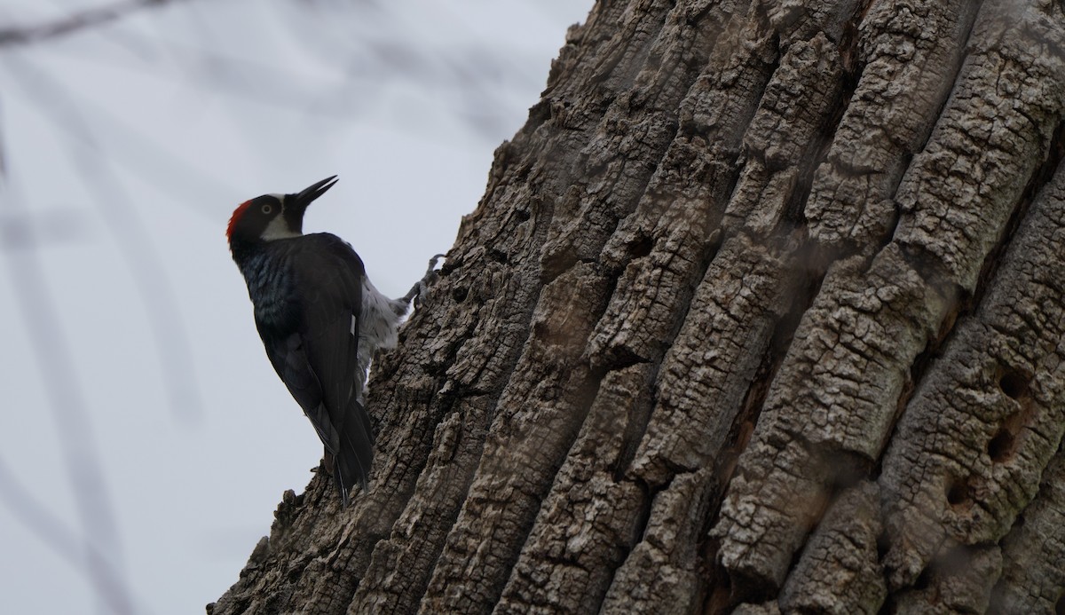 Acorn Woodpecker - ML602504251