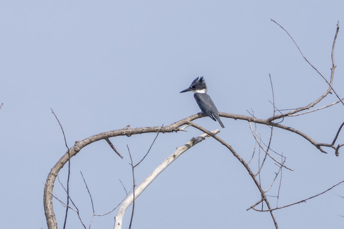 Belted Kingfisher - ML602513651