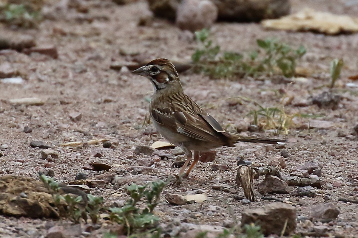 Lark Sparrow - Douglas Faulder