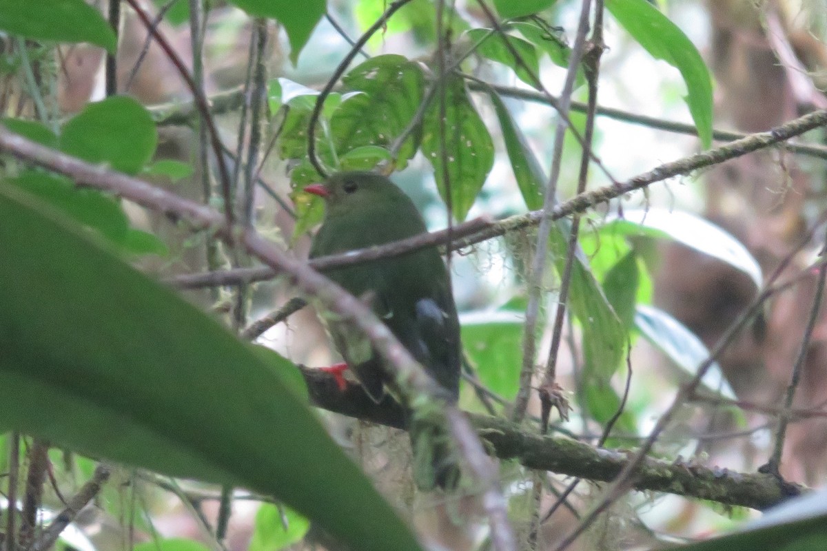 Green-and-black Fruiteater (Green-and-black) - Guillaume Normand