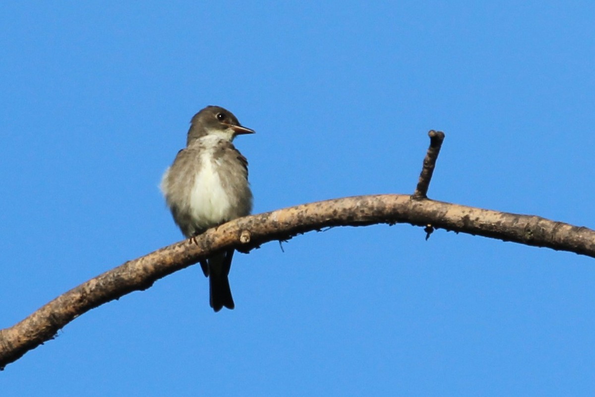 Olive-sided Flycatcher - Luc Tremblay