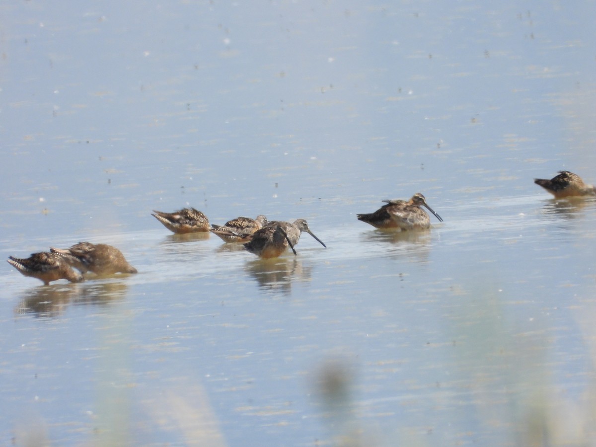 Long-billed Dowitcher - ML602522291