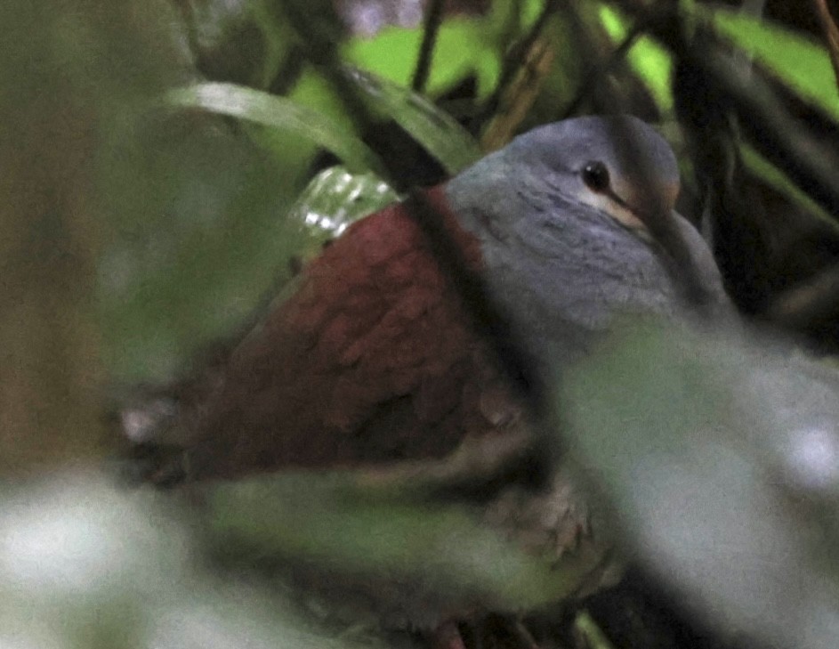 Buff-fronted Quail-Dove - ML602523801