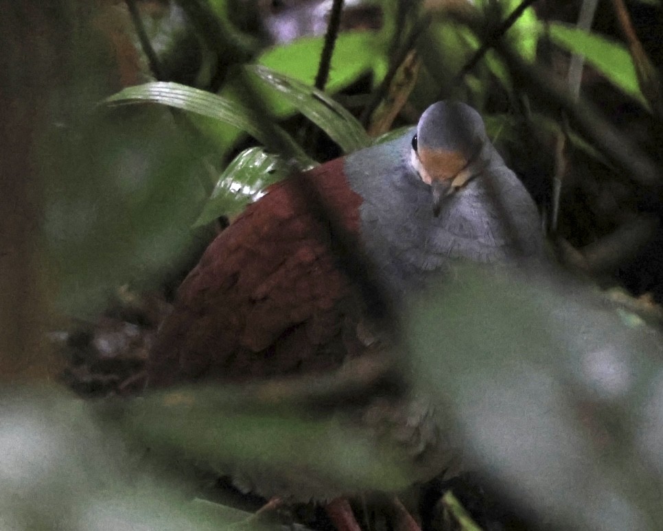 Buff-fronted Quail-Dove - ML602523821