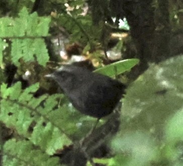 Silvery-fronted Tapaculo - ML602524011