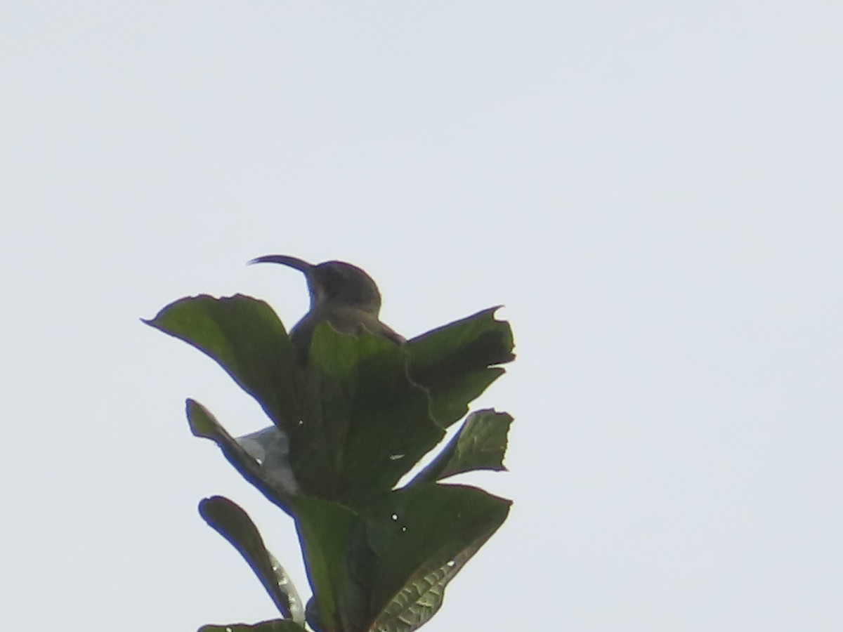Malagasy Sunbird - Ursula  Mitra