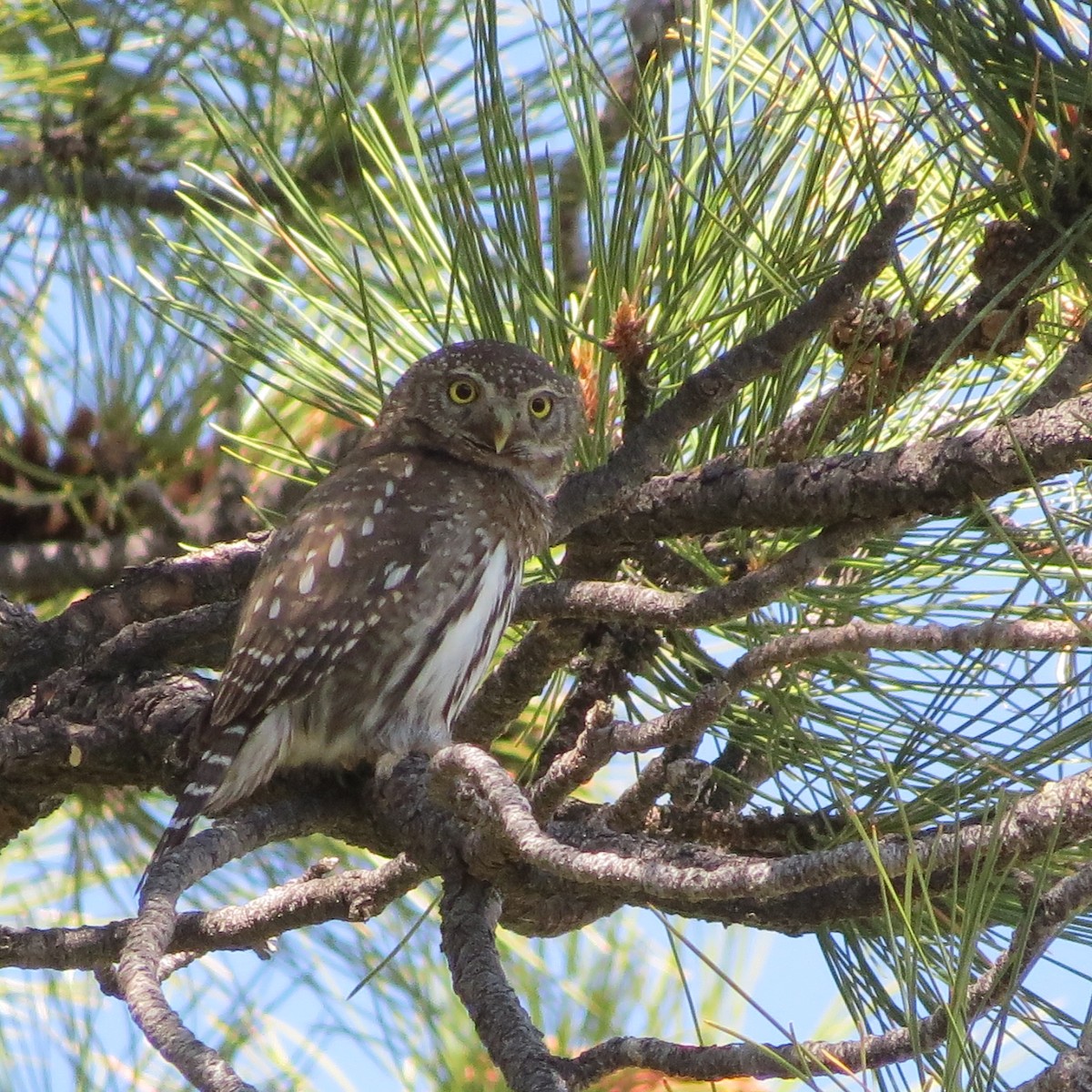 Northern Pygmy-Owl - ML60252921