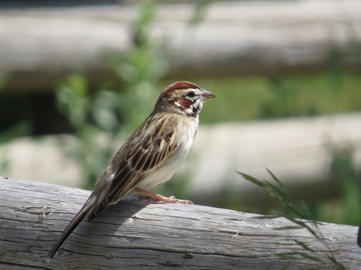 Lark Sparrow - Ann Truesdale