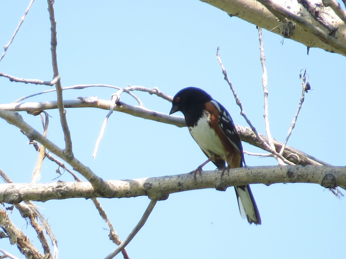 Spotted Towhee - ML602529871