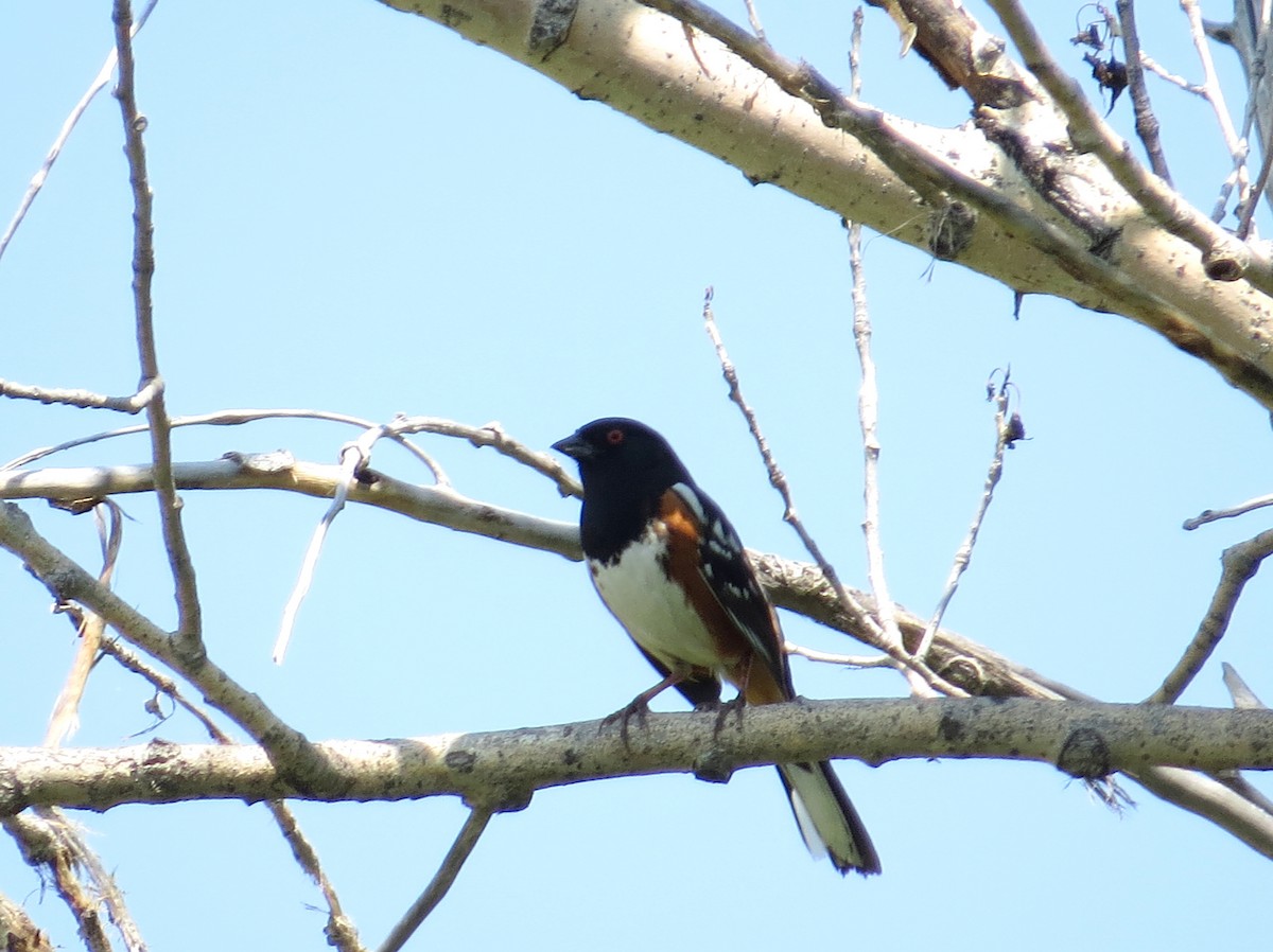 Spotted Towhee - ML602529881