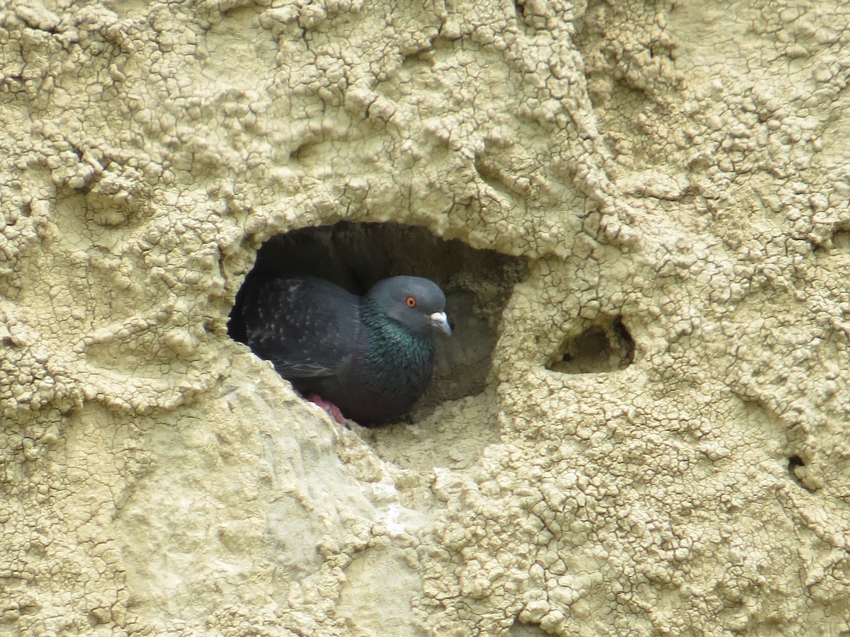 Rock Pigeon (Feral Pigeon) - ML602533781