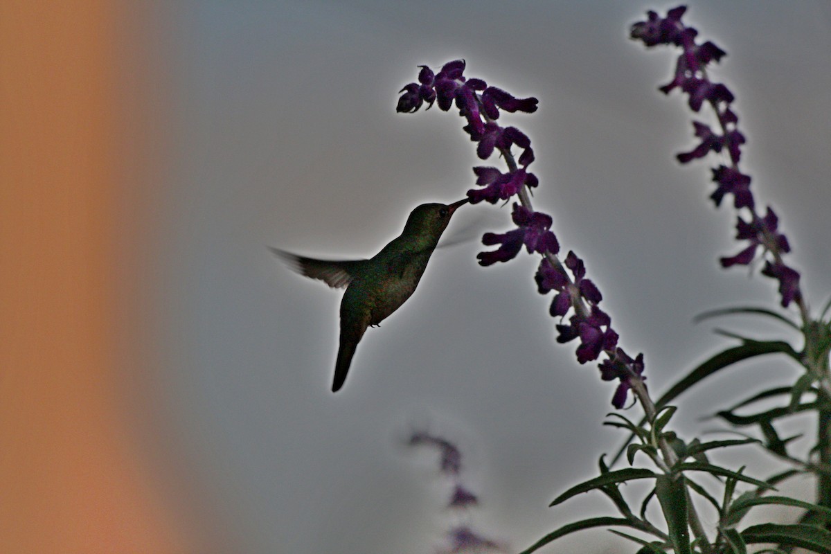 Gilded Hummingbird - ML602535971