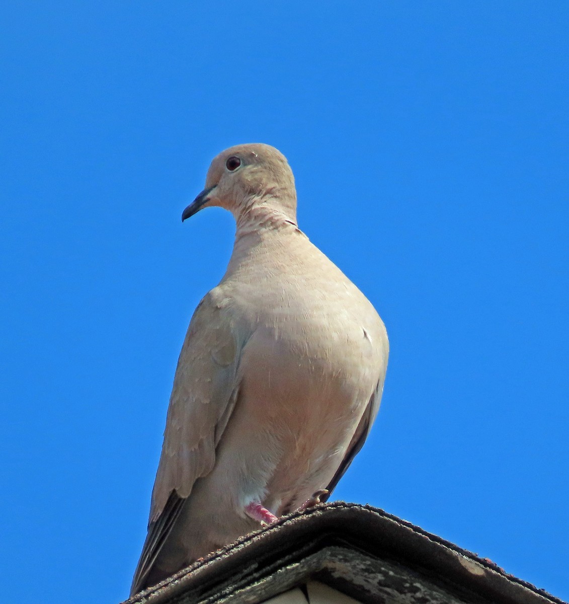 Eurasian Collared-Dove - ML602537701