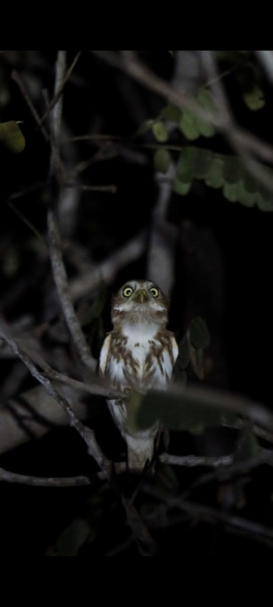 Ferruginous Pygmy-Owl - ML602541781