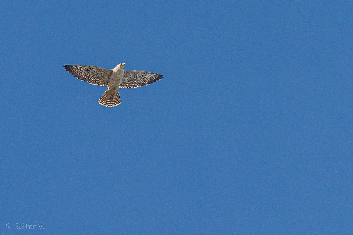 Peregrine Falcon (South American) - ML602543701