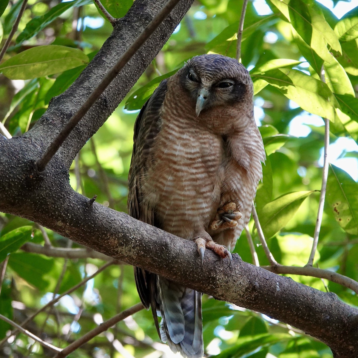 Rufous Owl - John Beckworth