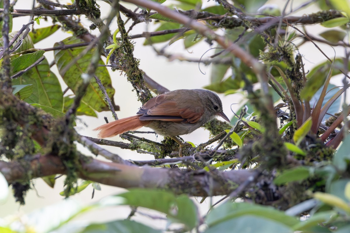 Ash-browed Spinetail - ML602548241