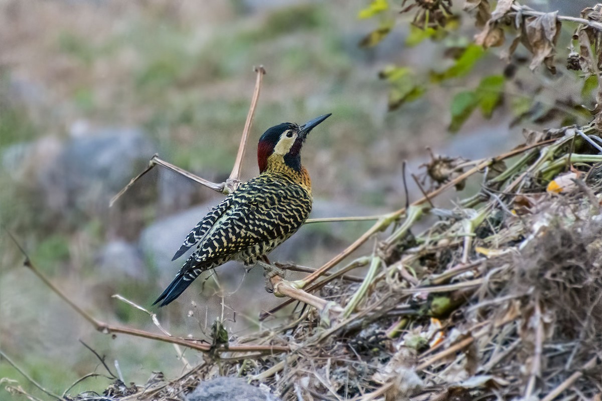 Green-barred Woodpecker - ML60256291