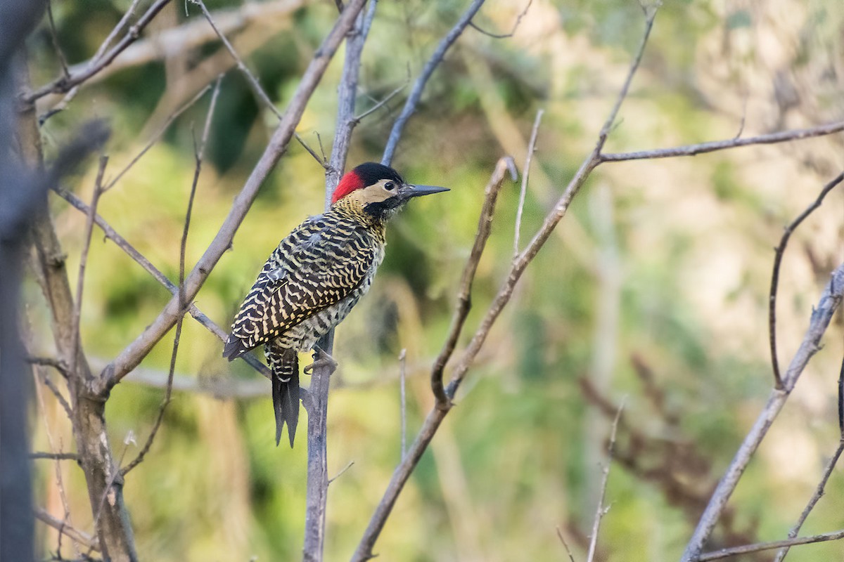 Green-barred Woodpecker - ML60256371