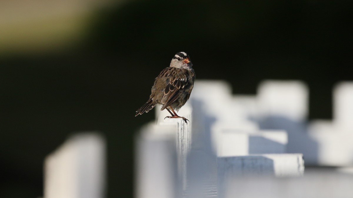 White-crowned Sparrow - ML602568121
