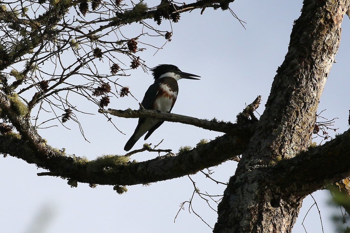 Belted Kingfisher - Andy Bridges